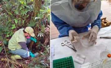 Fiocruz e Reino Unido buscam novos vírus em roedores Uma imagem composta por duas partes, ilustrando o trabalho de pesquisa em campo e em laboratório sobre vírus em roedores na Mata Atlântica. No lado esquerdo, um pesquisador de campo da Fiocruz, vestindo equipamento de proteção individual completo, incluindo chapéu, máscara com filtro rosa e colete de identificação, está agachado no sub-bosque denso da floresta tropical. Ele estende a mão para instalar uma armadilha viva para capturar pequenos mamíferos (roedores) perto do chão. No lado direito, em um plano mais fechado e de ambiente de laboratório, um pesquisador totalmente paramentado em um traje azul de proteção biológica total com viseira está manipulando uma seringa e uma placa de Petri. Suas mãos enluvadas sobre enluvadas pipetam um líquido de cor amarronzada da placa. A mesa de laboratório ao redor está repleta de ferramentas de aço inoxidável (tesouras cirúrgicas e pinças), gaze, uma placa de múltiplos poços verde e um tubo de amostra aberto em um suporte de metal, evidenciando o processamento rigoroso das amostras coletadas.