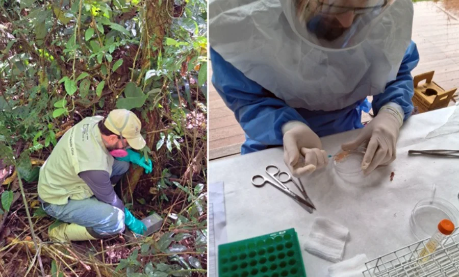 Fiocruz e Reino Unido buscam novos vírus em roedores Uma imagem composta por duas partes, ilustrando o trabalho de pesquisa em campo e em laboratório sobre vírus em roedores na Mata Atlântica. No lado esquerdo, um pesquisador de campo da Fiocruz, vestindo equipamento de proteção individual completo, incluindo chapéu, máscara com filtro rosa e colete de identificação, está agachado no sub-bosque denso da floresta tropical. Ele estende a mão para instalar uma armadilha viva para capturar pequenos mamíferos (roedores) perto do chão. No lado direito, em um plano mais fechado e de ambiente de laboratório, um pesquisador totalmente paramentado em um traje azul de proteção biológica total com viseira está manipulando uma seringa e uma placa de Petri. Suas mãos enluvadas sobre enluvadas pipetam um líquido de cor amarronzada da placa. A mesa de laboratório ao redor está repleta de ferramentas de aço inoxidável (tesouras cirúrgicas e pinças), gaze, uma placa de múltiplos poços verde e um tubo de amostra aberto em um suporte de metal, evidenciando o processamento rigoroso das amostras coletadas.