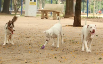 Estatuto amplia punição por maus-tratos a cães e gatos