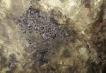 Alerta sanitário por raiva mobiliza RS