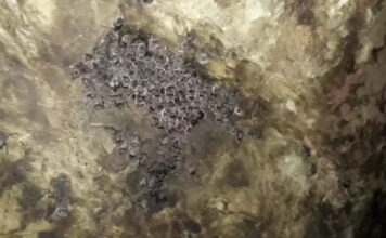 Alerta sanitário por raiva mobiliza RS