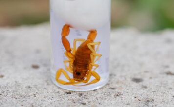 Escorpionismo cresce 230% em 10 anos no Brasil