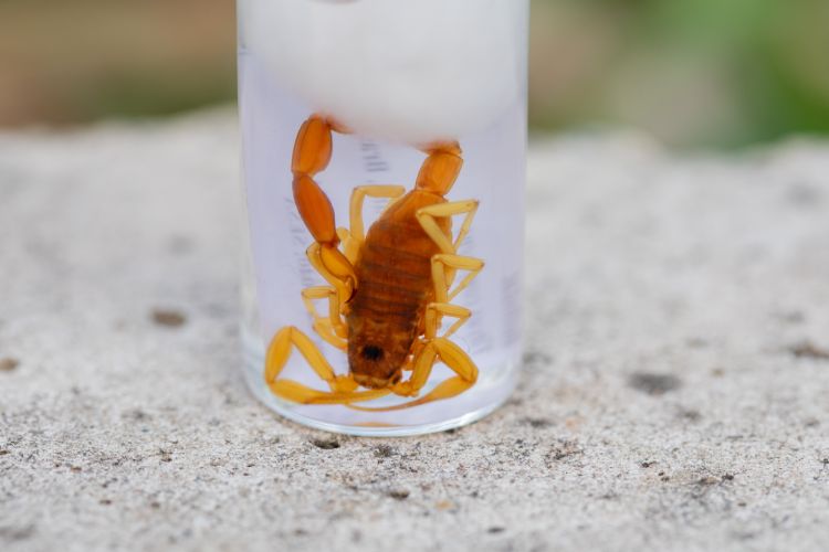 Interna4_250918_Escorpiao_TO_AR-07