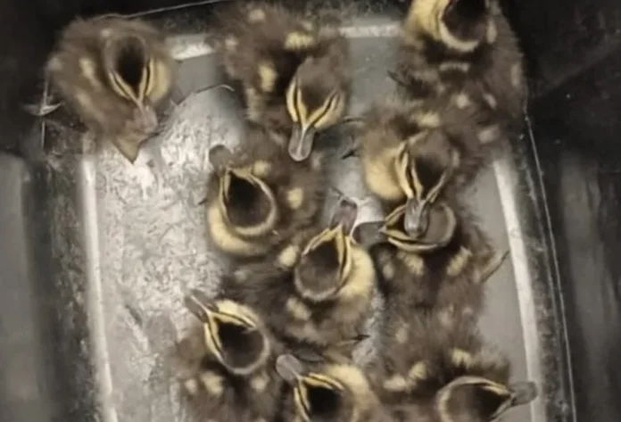PRF resgata família de marrecos na BR-101 em Tubarão Fotografia em ângulo superior mostra nove filhotes de marreco da espécie irerê agrupados no fundo de um recipiente escuro. As aves possuem penugem densa em tons de marrom e amarelo, característica da espécie, e olham para cima após serem retiradas da zona de perigo na rodovia BR-101.