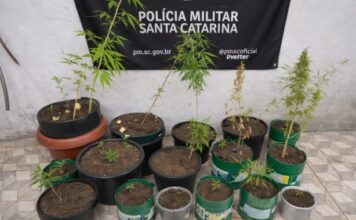 Homem é preso com 25 pés de maconha em Passo de Torres