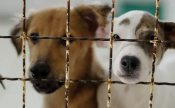 Criciúma faz mutirão de castração na Cidade Mineira Dois filhotes de cachorro, um de pelagem marrom e outro branco com manchas, olham através de uma grade de metal em um abrigo. A imagem ilustra a importância do programa de castração e bem-estar animal do Nubea em Criciúma.