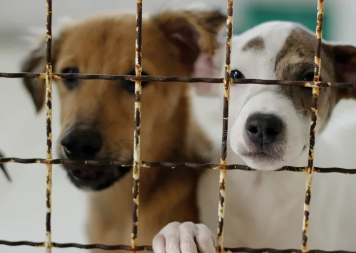 Criciúma faz mutirão de castração na Cidade Mineira Dois filhotes de cachorro, um de pelagem marrom e outro branco com manchas, olham através de uma grade de metal em um abrigo. A imagem ilustra a importância do programa de castração e bem-estar animal do Nubea em Criciúma.