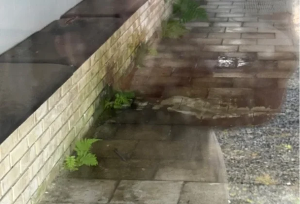 Mato e vegeta&ccedil;&atilde;o crescendo em frestas de paredes e pisos no interior do Cemit&eacute;rio Municipal de Sombrio.