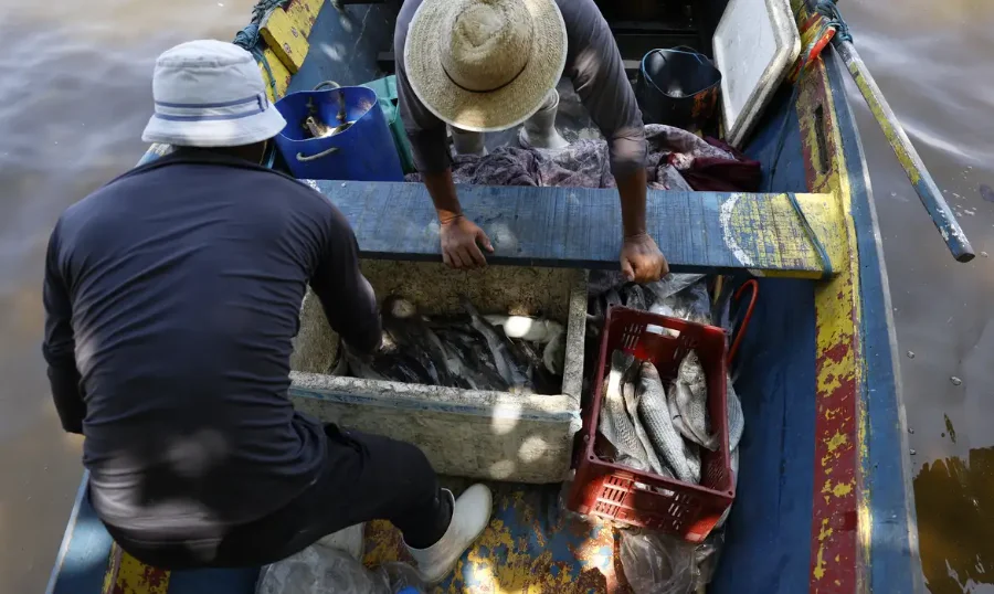 Foto aérea mostra dois pescadores artesanais organizando caixas com peixes frescos (como robalos) dentro de um pequeno barco de madeira desgastado na água. A imagem representa o trabalho de pescadores que buscam acessar o benefício do seguro-defeso.