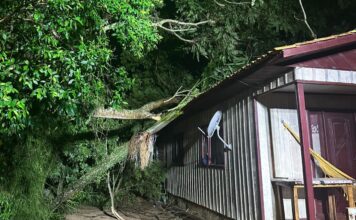 Árvore cai sobre casa em Araranguá e mobiliza bombeiros