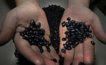 Alesc aprova isenção de ICMS para itens da cesta básica em SC Mãos segurando grãos de feijão preto seco, simbolizando a isenção de ICMS para produtos da cesta básica em Santa Catarina aprovada pela Alesc.