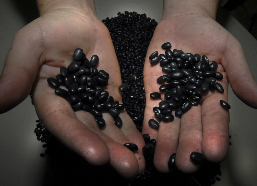Mãos segurando grãos de feijão preto seco, simbolizando a isenção de ICMS para produtos da cesta básica em Santa Catarina aprovada pela Alesc.