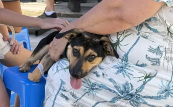 Fumaf promove ação ambiental em Morro da Fumaça no sábado Cachorro de pequeno porte nas cores preto e marrom no colo de uma moradora durante o programa de castração gratuita da Fumaf em Morro da Fumaça.