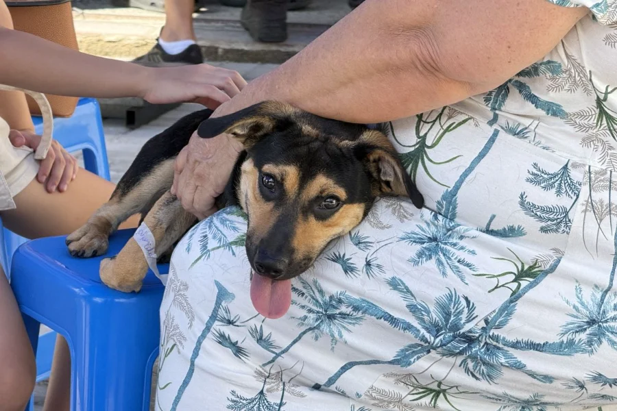 Cachorro de pequeno porte nas cores preto e marrom no colo de uma moradora durante o programa de castração gratuita da Fumaf em Morro da Fumaça.