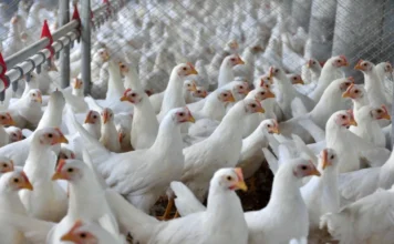 Indústria de alimentos de SC supera média nacional Criação de frangos em aviário industrial de Santa Catarina, destacando a força da produção de aves e do agronegócio catarinense que impulsionou o crescimento de 5,9% da indústria de alimentos em 2025.