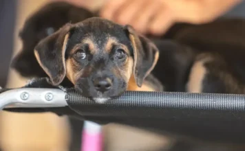 Mapa abre consulta sobre genéricos de uso veterinário Filhote de cachorro mestiço preto e castanho com olhos grandes, descansa o queixo na borda de uma maca portátil preta em ambiente de triagem veterinária. Imagem focada em saúde animal e medicamentos veterinários.