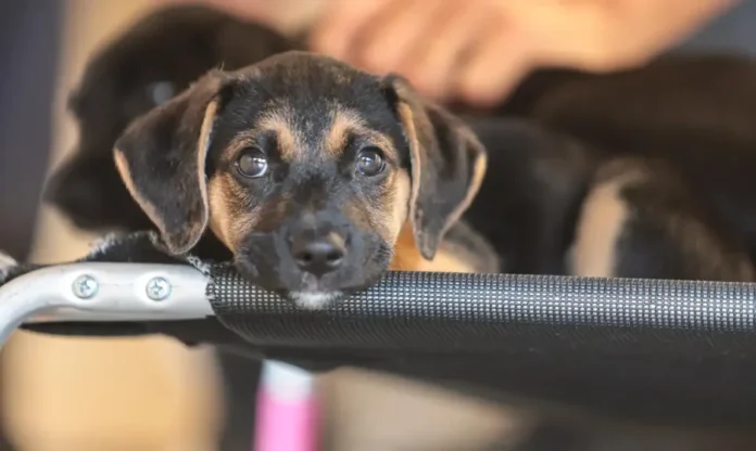 Mapa abre consulta sobre genéricos de uso veterinário Filhote de cachorro mestiço preto e castanho com olhos grandes, descansa o queixo na borda de uma maca portátil preta em ambiente de triagem veterinária. Imagem focada em saúde animal e medicamentos veterinários.