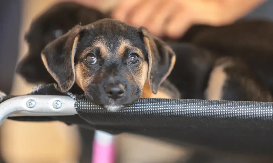 Mapa abre consulta sobre genéricos de uso veterinário Filhote de cachorro mestiço preto e castanho com olhos grandes, descansa o queixo na borda de uma maca portátil preta em ambiente de triagem veterinária. Imagem focada em saúde animal e medicamentos veterinários.