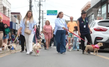 Morro da Fumaça abre inscrições para a 2ª Cãominhada Grupo de pessoas e tutores caminhando com cães de diversas raças, como Pug e Spitz Alemão, durante a Cãominhada em Morro da Fumaça. A imagem mostra os animais com coleiras e bandanas em uma via pública, destacando o evento de conscientização sobre bem-estar animal e guarda responsável promovido pela Fumaf.