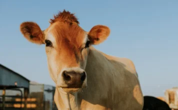 Morrinhos do Sul inicia declaração obrigatória de rebanho