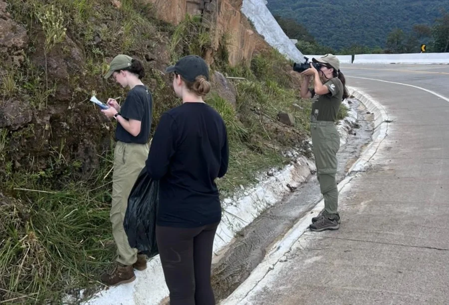 Três pesquisadoras da UNESC com trajes de campo realizam a coleta e documentação de plantas em um paredão rochoso às margens da rodovia na Serra da Rocinha, em Timbé do Sul. Uma pesquisadora fotografa a vegetação enquanto as outras fazem anotações técnicas para o estudo botânico da família Asteraceae.