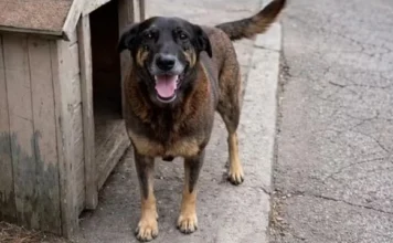 Morre investigado por coação em caso do cão Orelha