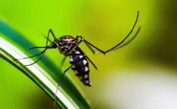 Casos de dengue registram forte queda no Brasil em 2026