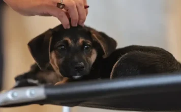 Lei regulamenta guarda compartilhada de pets no Brasil