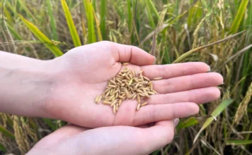 Autossuficiência em arroz reacende alerta sobre importação Mãos seguram grãos de arroz em lavoura, em matéria sobre importação de arroz, superoferta e produção nacional