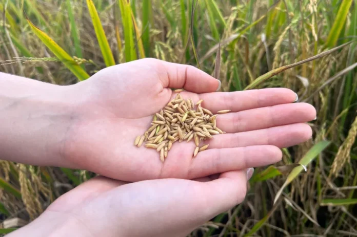 Autossuficiência em arroz reacende alerta sobre importação Mãos seguram grãos de arroz em lavoura, em matéria sobre importação de arroz, superoferta e produção nacional