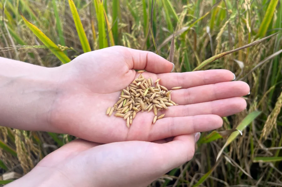 Mãos seguram grãos de arroz em lavoura, em matéria sobre importação de arroz, superoferta e produção nacional