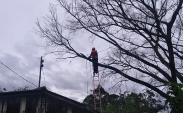 Bombeiros cortam galhos que ameaçavam casa em Criciúma Bombeiro realiza corte preventivo de galhos suspensos sobre residência no bairro Lote Seis, em Criciúma