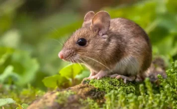 Casos de hantavírus em cruzeiro sobem para oito Roedor silvestre em área verde, animal associado à transmissão do hantavírus, doença investigada em surto registrado em cruzeiro no Atlântico