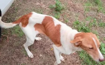 Homem é preso por maus-tratos a cães em Araranguá Cachorro magro encontrado em situação de maus-tratos durante ocorrência em Araranguá