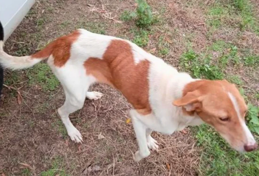 Cachorro magro encontrado em situação de maus-tratos durante ocorrência em Araranguá