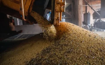 PIB do Brasil cresce 1,1% no 1º trimestre, aponta IBGE Produção agropecuária no Brasil com grãos sendo descarregados, setor que impulsionou alta do PIB brasileiro no 1º trimestre