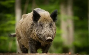 Projetos na Alesc incluem câmeras e habitação popular Javali-europeu em área de mata, espécie invasora citada em projeto na Alesc sobre controle populacional em Santa Catarina