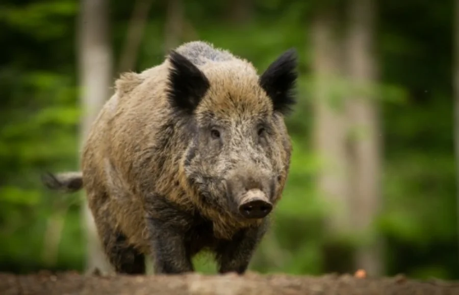 Projetos na Alesc incluem câmeras e habitação popular Javali-europeu em área de mata, espécie invasora citada em projeto na Alesc sobre controle populacional em Santa Catarina