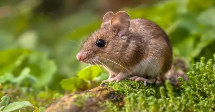 SES descarta emergência por hantavirose em Santa Catarina Roedor silvestre em área verde, relacionado à prevenção da hantavirose em Santa Catarina