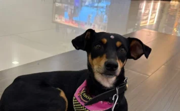 Feira de adoção terá 15 pets no Criciúma Shopping
