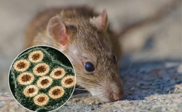 OMS descarta surto amplo de hantavírus em cruzeiro
