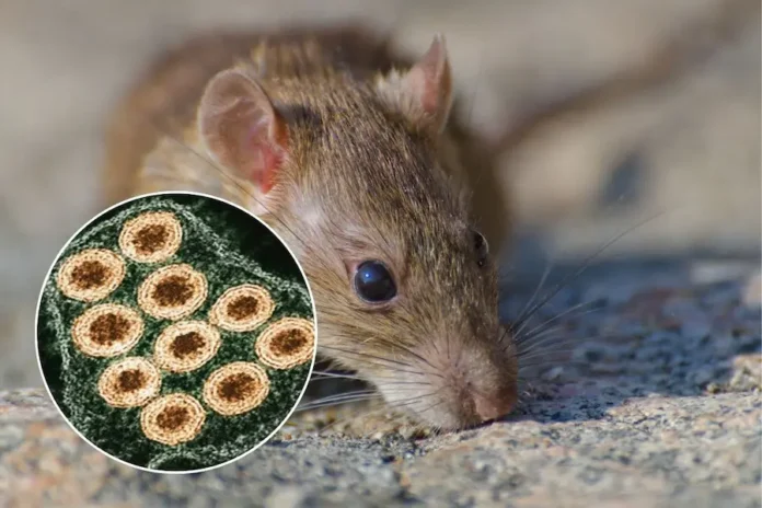 hantavirus-1