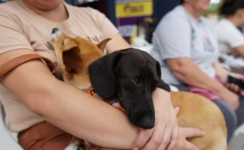 SC alcança 44 mil castrações com programa de proteção animal