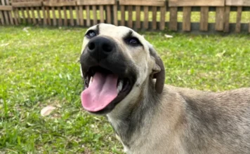 Nubea tem 15 cães resgatados para adoção em Criciúma Cão resgatado pelo Nubea aguarda adoção responsável em Criciúma após atendimento e castração