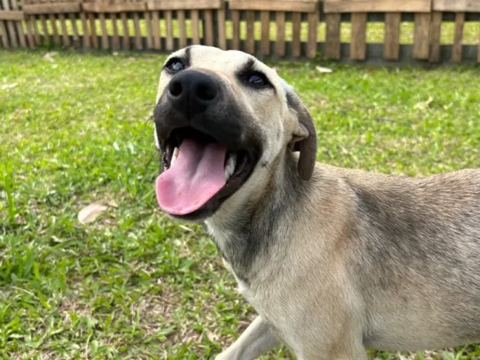 Nubea tem 15 cães resgatados para adoção em Criciúma Cão resgatado pelo Nubea aguarda adoção responsável em Criciúma após atendimento e castração