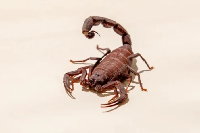 Risco de picada de escorpião avança 349% no Brasil Escorpião em destaque sobre fundo claro ilustra alerta sobre aumento de 349% nos acidentes por picada de escorpião no Brasil.