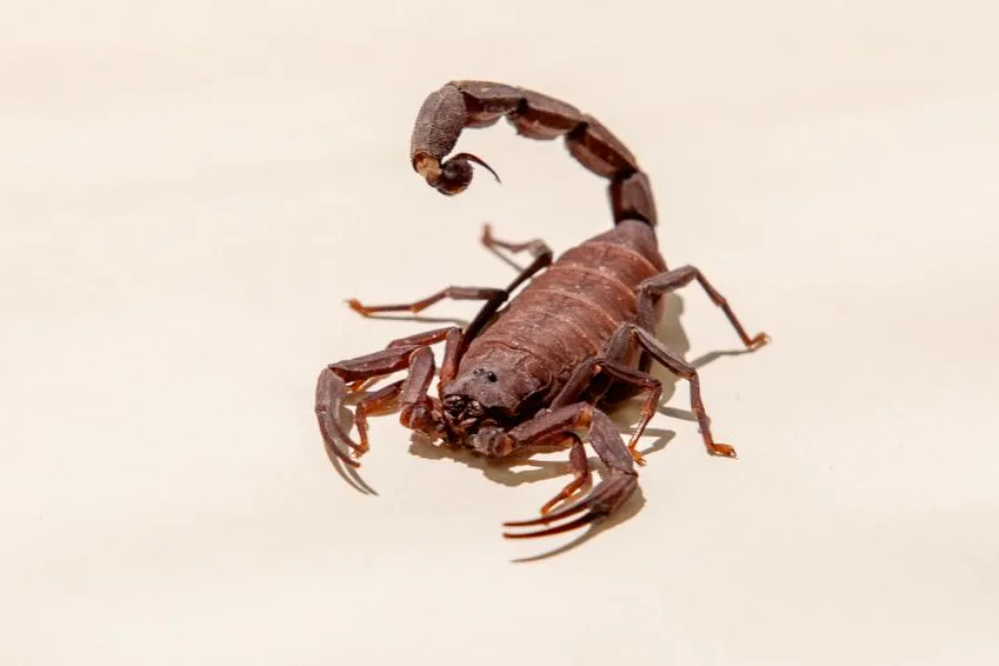 Escorpião em destaque sobre fundo claro ilustra alerta sobre aumento de 349% nos acidentes por picada de escorpião no Brasil.