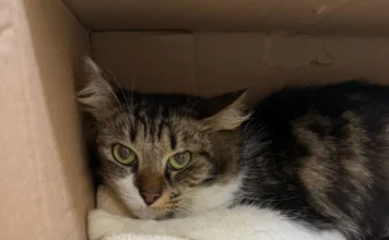 Criciúma recebe duas feiras de adoção de gatos neste sábado