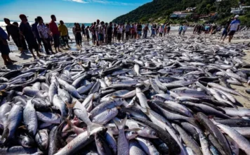 Pesca de tainha por arrasto de praia é suspensa