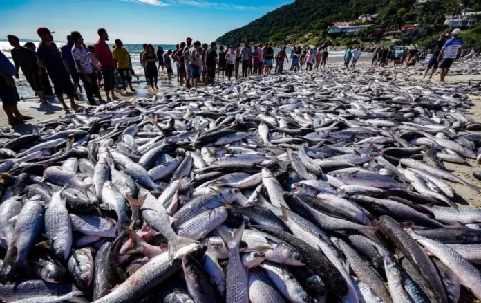 amp-pesca-de-tainha-e-suspensa-apos-limite-de-captura-ser-atingido